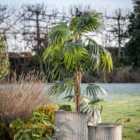 Crossland Grove Chinese Fan Palm H1680Mm