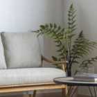 Crossland Grove Butterfly Fern H1200Mm