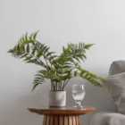 Crossland Grove Potted Fern In Cement Pot H710Mm