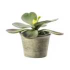 Crossland Grove Kalanchoe Pale Green 110X110X150Mm