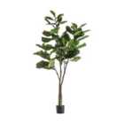 Crossland Grove Fiddle Tree W/39 Leaves 580X580X1200Mm