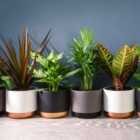 Thompson & Morgan 3 x Scandi Houseplant Mixed 12cm Pots