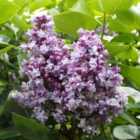 Thompson & Morgan 2 x Lilac (Syringa) Doubles Katherine Havemeyer 9cm Pot