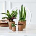 Thompson & Morgan 8 x New Home Houseplant Collection plants