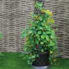 Thompson & Morgan 2pk Tower Pot Collection