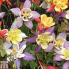 Thompson & Morgan 12 x Aquilegia Mrs Scott Elliott Plugs