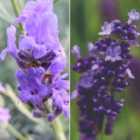 Thompson & Morgan 48 x Lavender Hidcote & Munstead Plugs