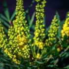 Thompson & Morgan 2 x Mahonia 'Soft Caress' 9cm