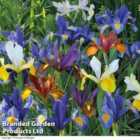 Thompson & Morgan 200 x Iris Dutch Mixed Bulbs