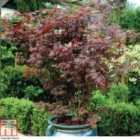 Thompson & Morgan 2 x Acer Palmatum - 2 x 9cm Grey Pots
