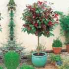 Thompson & Morgan 2 x Photinia (Standard) Red Robin 3 litre Pot