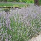 Thompson & Morgan 12 x Lavender 'Hidcote' plug plants