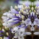 Thompson & Morgan 1 x Agapanthus Ever Sparkle 9cm Pot