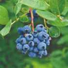Thompson & Morgan 1 x Blueberry (vaccinium) Darrow 3 Litre Pot (height 30-40cm)
