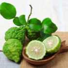 Thompson & Morgan 1 x Citrus Lime Kaffir 3 Litre Pot