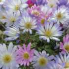 Thompson & Morgan 50 x Anemone Blanda Mixed Bulbs