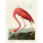 The Art Group John James Audubon (American Flamingo) 60x80cm Canvas