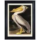 The Art Group John James Audubon (American White Pelican) 60x80cm Framed Canvas