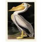 The Art Group John James Audubon (American White Pelican) 30x40cm Canvas