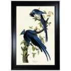 The Art Group John James Audubon - Columbia Jay 70x100cm Framed Art