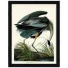 The Art Group John James Audubon (Great Blue Heron) - 60x80cm Framed Art