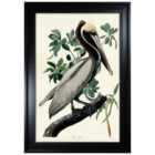 The Art Group John James Audubon - Brown Pelican 70x100cm Framed Art