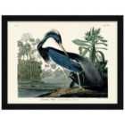 The Art Group John James Audubon (Louisiana Heron) - 60x80cm Framed Art