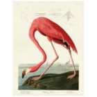 The Art Group John James Audubon (American Flamingo) 30x40cm Canvas