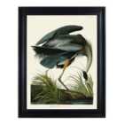 The Art Group John James Audubon (Great Blue Heron) 60x80cm Framed Canvas