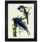 The Art Group John James Audubon (Columbia Jay) 60x80cm Framed Canvas