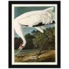 The Art Group John James Audubon (Hooping Crane) - 60x80cm Framed Art