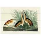 The Art Group John James Audubon (Least Bittern) Small Wood Plaque