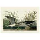 The Art Group John James Audubon (Solitary Sandpiper) Small Wood Plaque