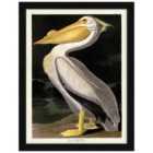 The Art Group John James Audubon (American White Pelican) - 60x80cm Framed Art