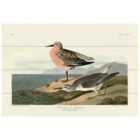 The Art Group John James Audubon (Red-breasted Sandpiper) Small Wood Plaque