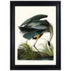 The Art Group John James Audubon (Great Blue Heron) 70x100cm Framed Art