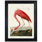 The Art Group John James Audubon (American Flamingo) 60x80cm Framed Canvas