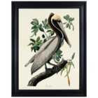The Art Group John James Audubon (Brown Pelican) 60x80cm Framed Canvas
