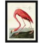 The Art Group John James Audubon (American Flamingo) - 60x80cm Framed Art