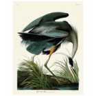 The Art Group John James Audubon (Great Blue Heron) 60x80cm Canvas