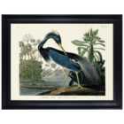 The Art Group John James Audubon (Louisiana Heron) 60x80cm Framed Canvas