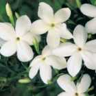 Thompson & Morgan 1 x Jasminum officinale 9cm Pot
