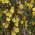 Thompson & Morgan 2 x Winter Jasmine 9cm Pot
