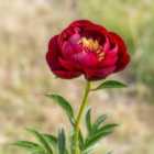 Thompson & Morgan 4 x Peony Buckeye Belle Bare Roots