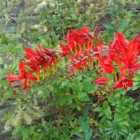 Thompson & Morgan 20 x Crocosmia 'Lucifer' Bulbs