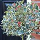Thompson & Morgan 1 x Ilex (Holly) Argentea Marginata 2L Pot