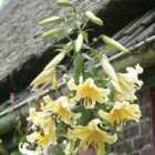 Thompson & Morgan 18 x Soaring Tree Lily Collection bulbs (6 of each)