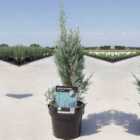 Thompson & Morgan 1 x Juniperus scopulorum Moonglow 9cm Pot