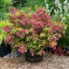 Thompson & Morgan 2 x Weigela 'Magic Carpet' 9cm