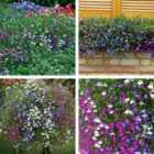 Thompson & Morgan 12 x Lobelia Ultra Cascade Mixed Plugs